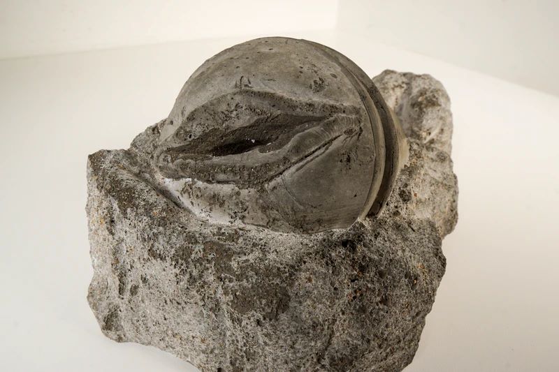 gefossiliseerde zak kutvorm